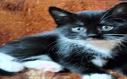 Mixed Breed cats for sale: Adorable kittens looking for loving homes - Image 6