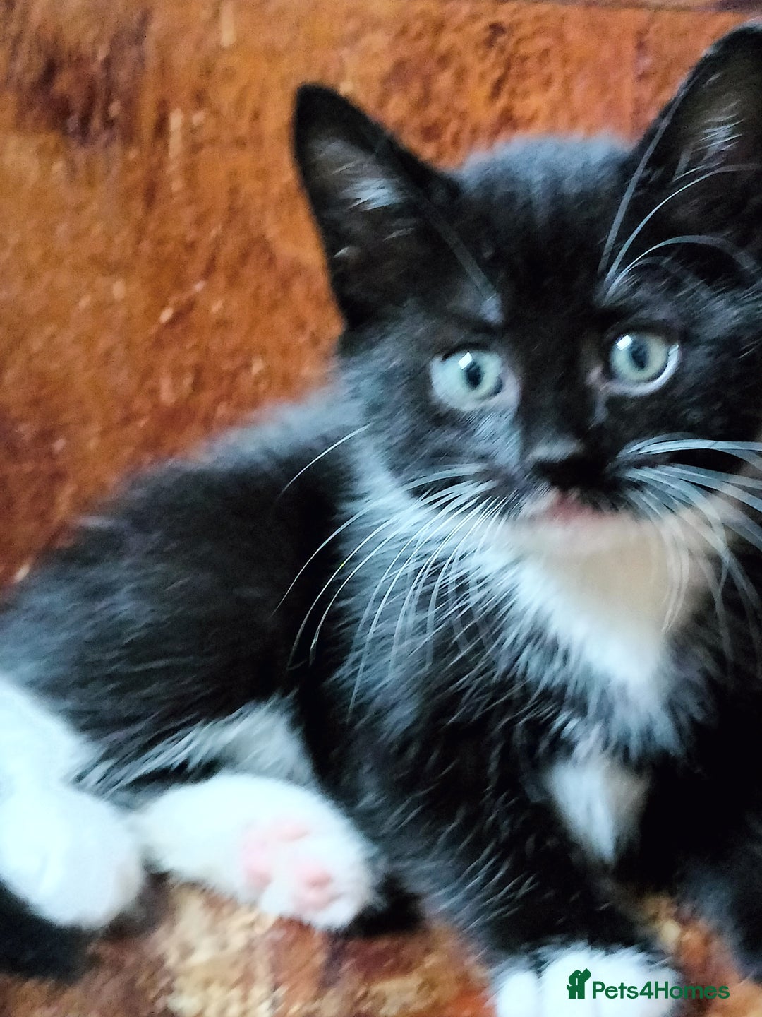 Mixed Breed cats for sale: Adorable kittens looking for loving homes - Image 6