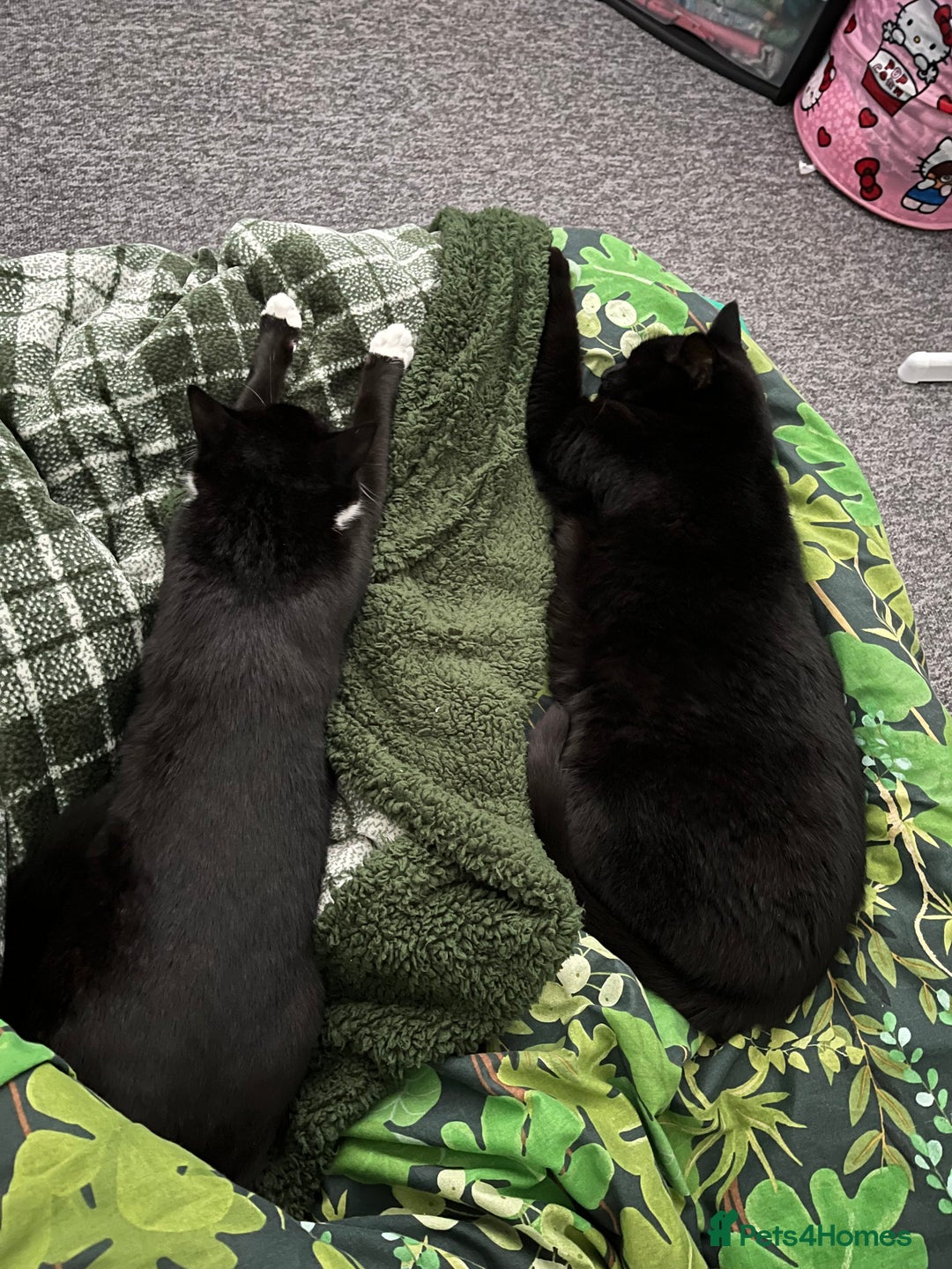 American Shorthair cats for sale: 2 brothers need a new home ASAP BOTH STAY TOGETHER - Advert 6