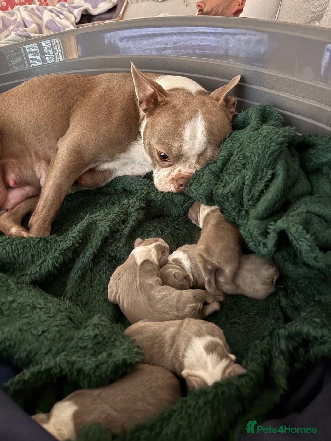 Boston Terrier dogs for sale: Premium & Rare Champaign Boston Terriers - Advert 1