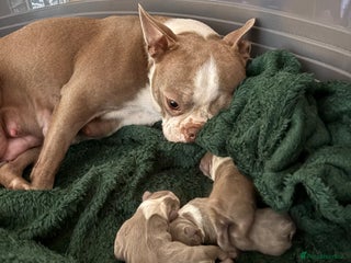 Boston Terrier dogs Premium & Rare Champaign Boston Terriers - Advert 9