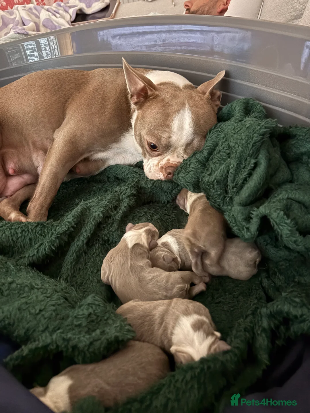 Boston Terrier dogs for sale: Rare Champaign KC Boston Terrier - Advert 13