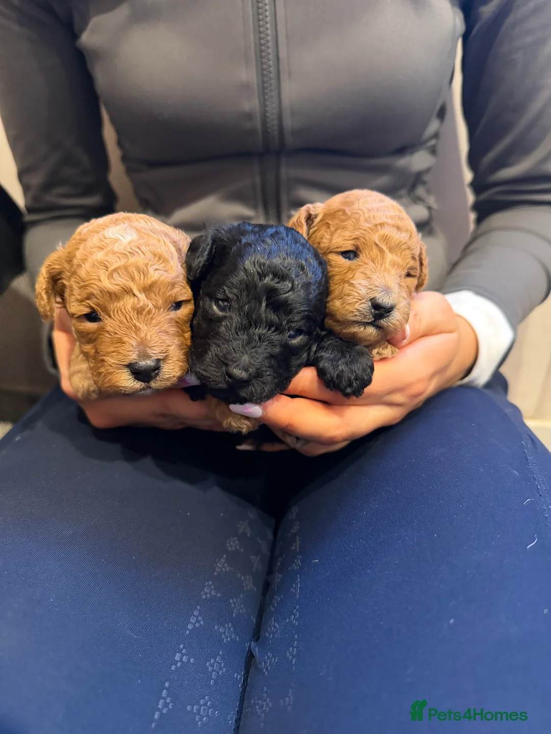 Toy Poodle dogs for sale: Toy poodle puppies  - Advert 1