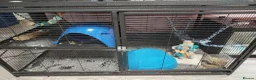 Rat rodents for sale: 2 male rats with cage and accessories  in Leigh-on-Sea - Advert 5