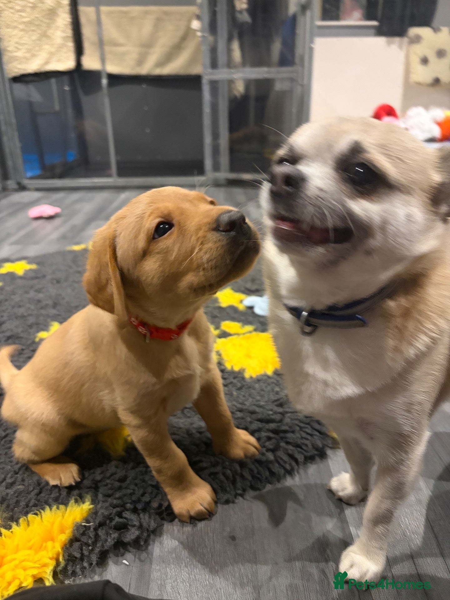 Labrador Retriever dogs 🐶 KC REGISTERED LABRADOR PUPPIES 🐶 - Advert 2