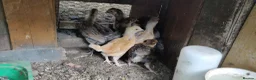 Chickens poultry for sale: Newborn baby chicks for sale in London  - Advert 16