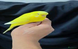 Budgerigars birds for sale: Silly hand tamed baby budgies for sale  - Advert 14