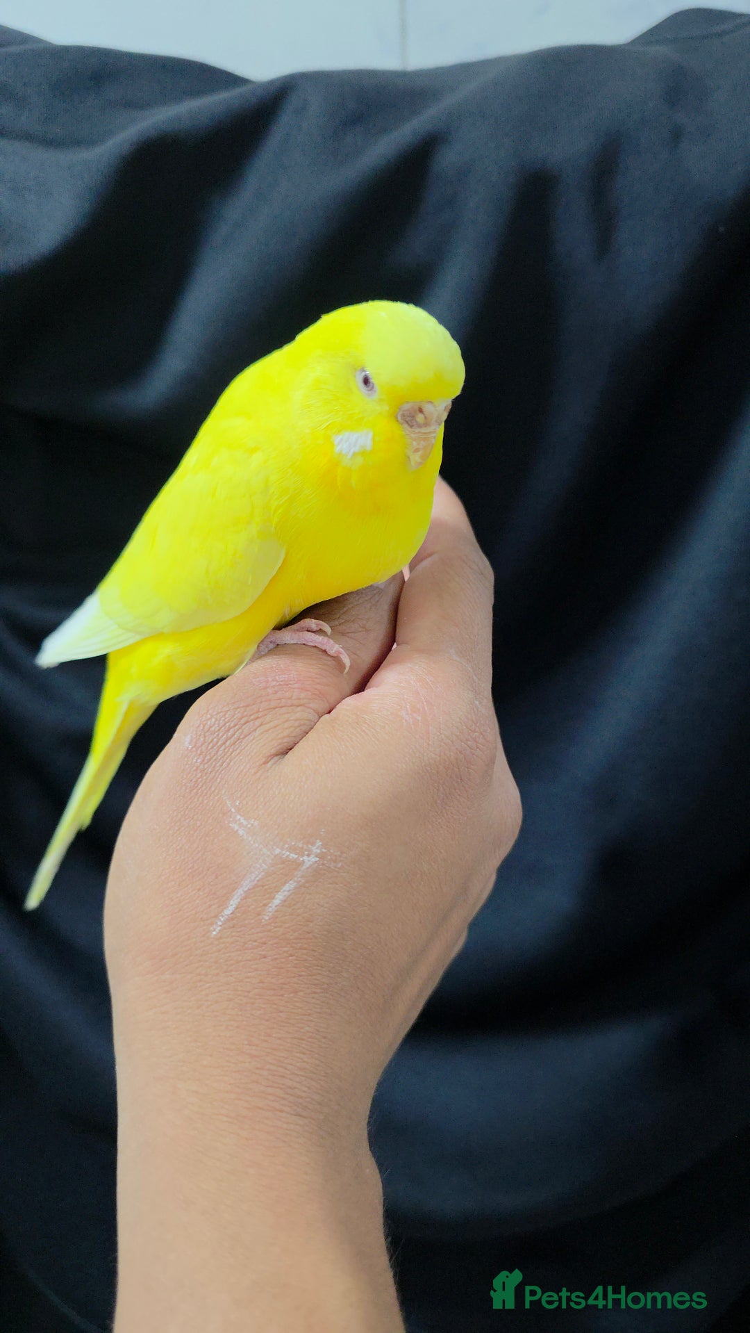 Budgerigars birds for sale: Silly hand tamed baby budgies for sale  - Advert 14