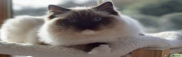 Ragdoll cats for sale: Pedigree Adult Ragdolls  - Advert 21