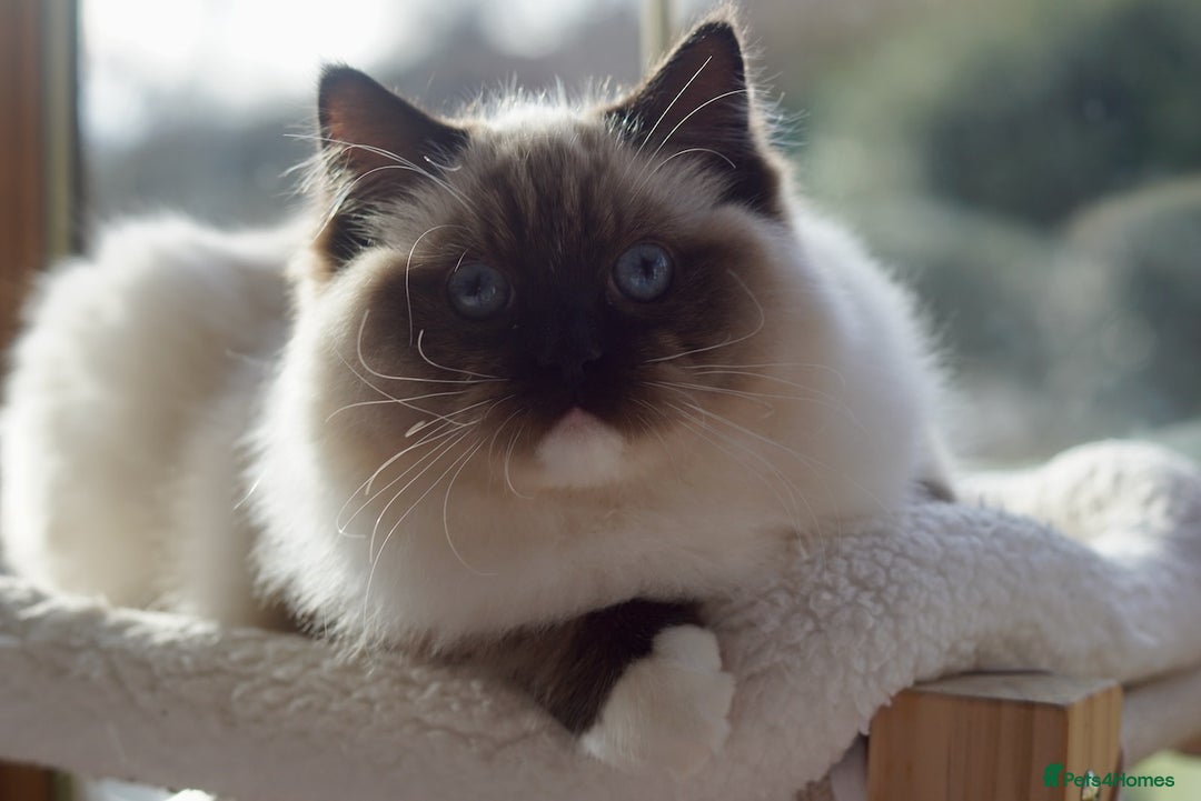 Ragdoll cats for sale: Pedigree Adult Ragdolls  - Advert 21