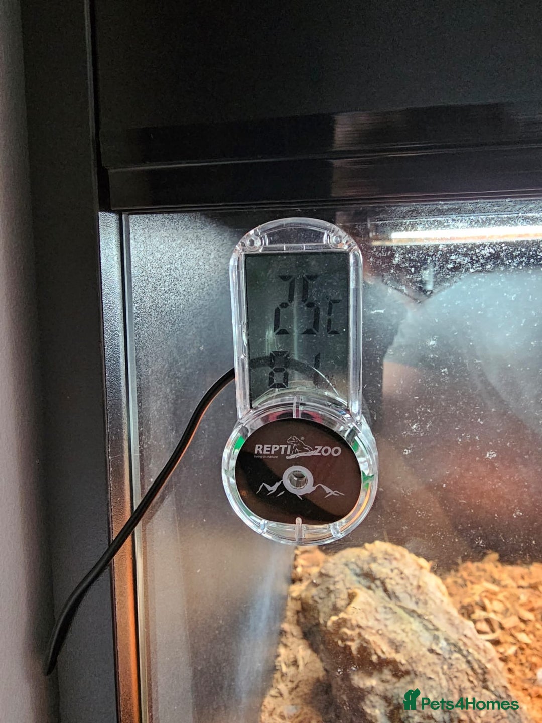 Tortoise reptiles for sale: Red Footed Tortoise for sale to a good home - Advert 6