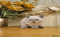 British Shorthair cats for sale: Last 4 male British Short-hair/long hair kittens  - Image 32