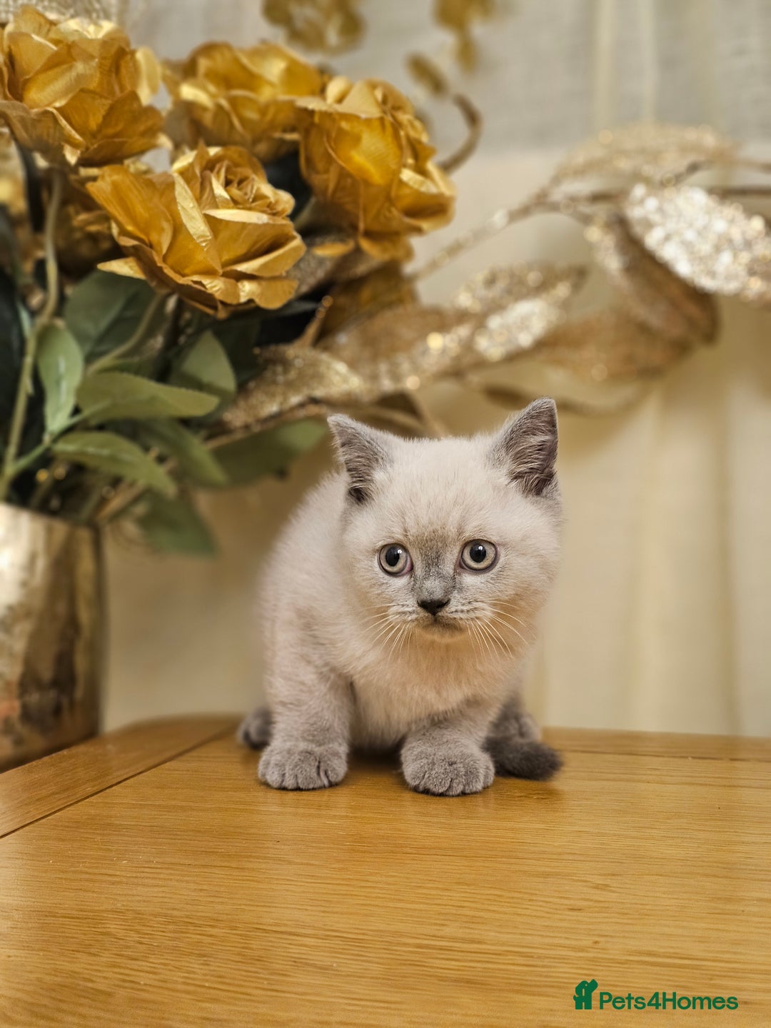 British Shorthair cats for sale: Last 4 male British Short-hair/long hair kittens  - Image 32