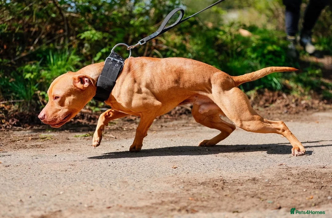 American Bull Staffy dogs for stud: Azz for stud  - Advert 5