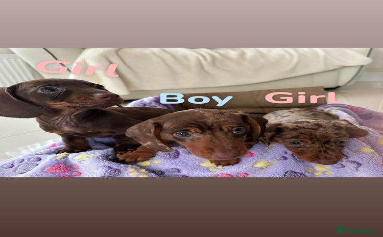 Dachshund dogs Dachshund puppies  - Advert 9