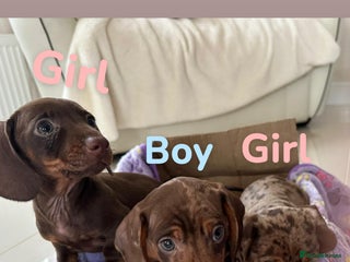 Dachshund dogs Dachshund puppies - Advert 5