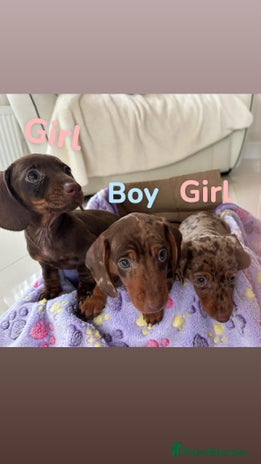 Dachshund dogs Dachshund puppies - Advert 9