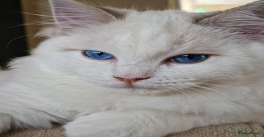 Ragdoll cats - Advert 10