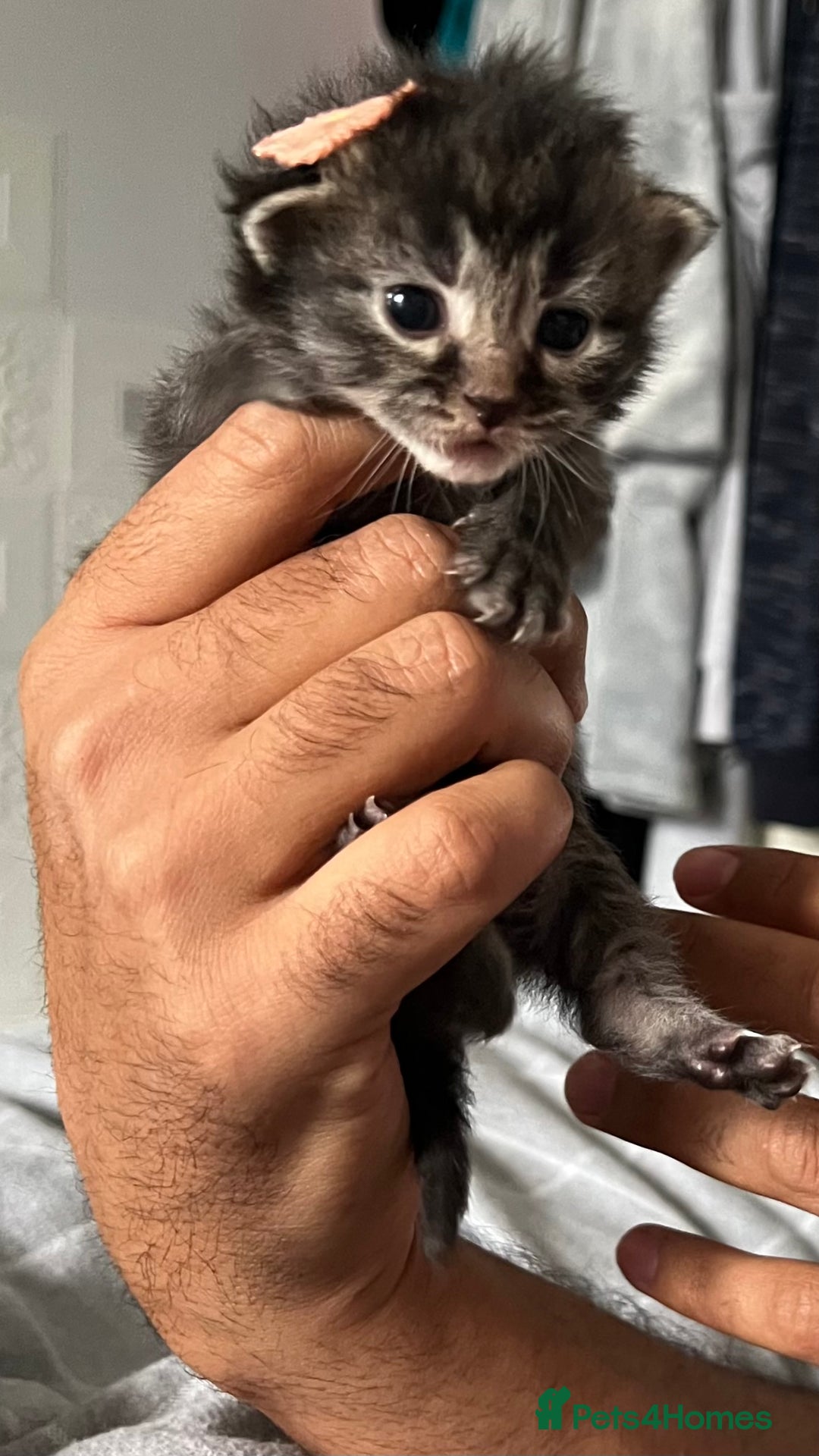 LaPerm cats for sale: Long Coat Laperm kittens - Image 5