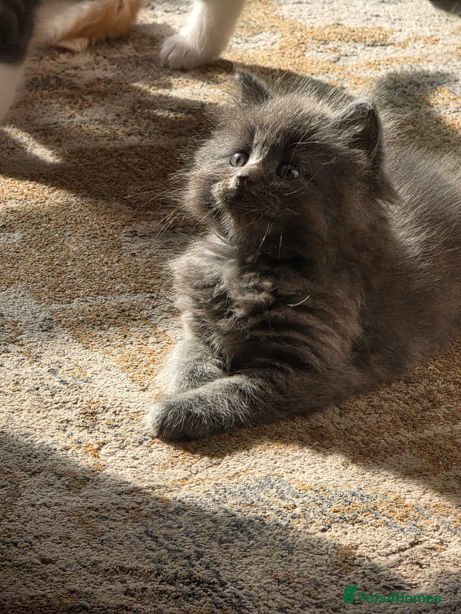 Maine Coon cats Maine×ragdoll - Advert 1