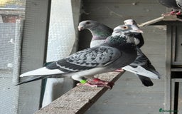 Pigeons birds for sale: Pigeons - Image 9