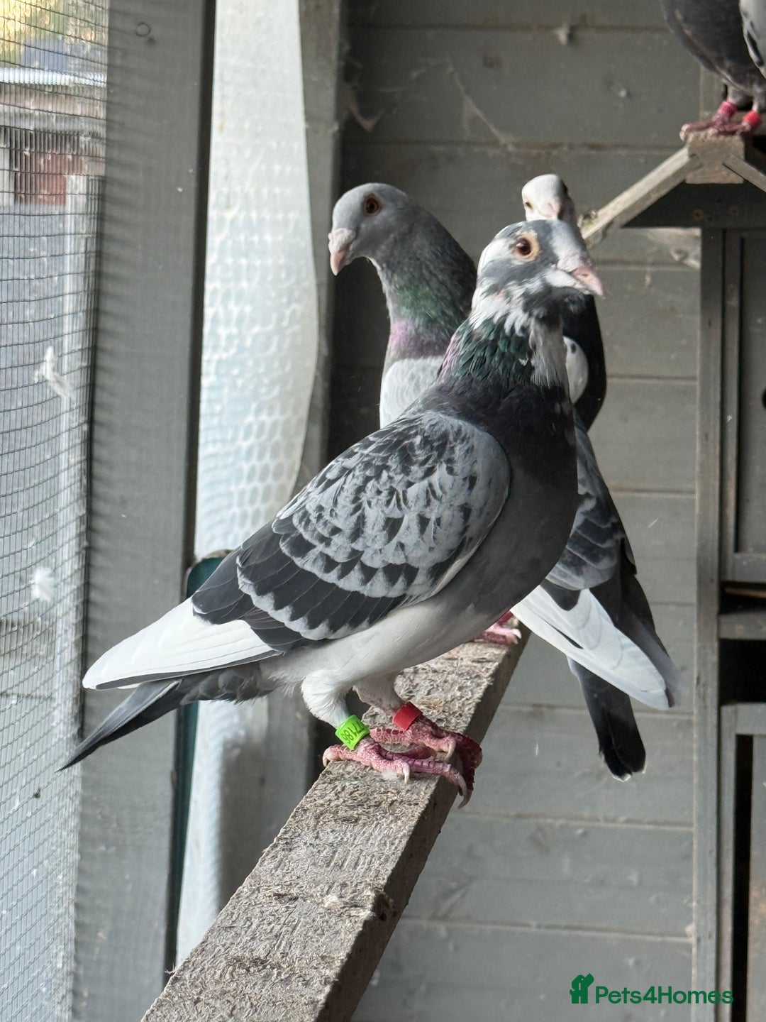 Pigeons birds for sale: Pigeons - Image 9