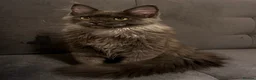 Maine Coon cats for sale: Active TICA Maine Coon blue smoke female nice  - Advert 3