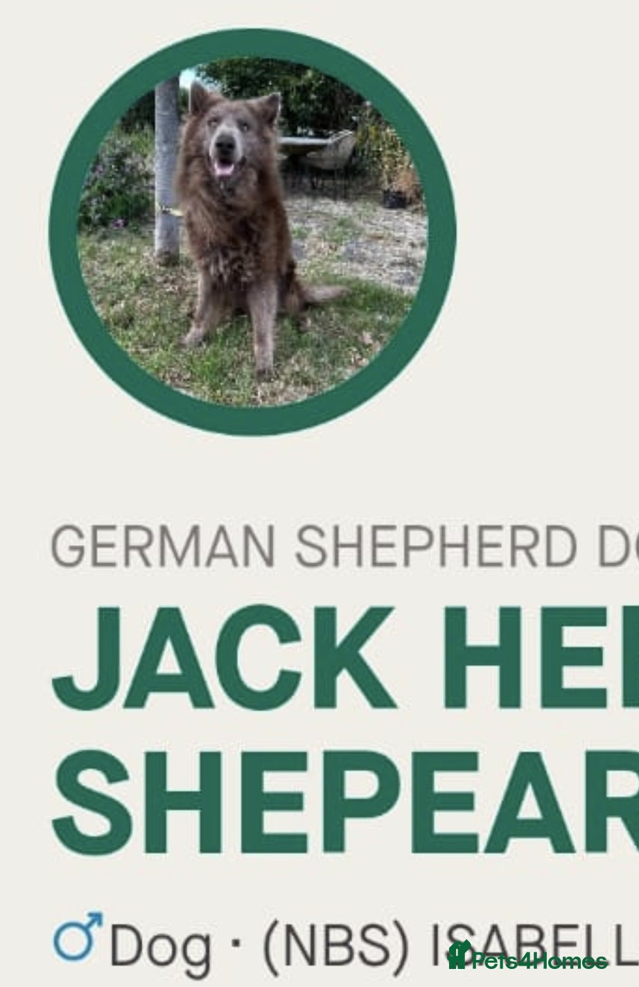 German Shepherd dogs 2 girls, long coat, STRAIGHT BACK silver sable GSD - Advert 9