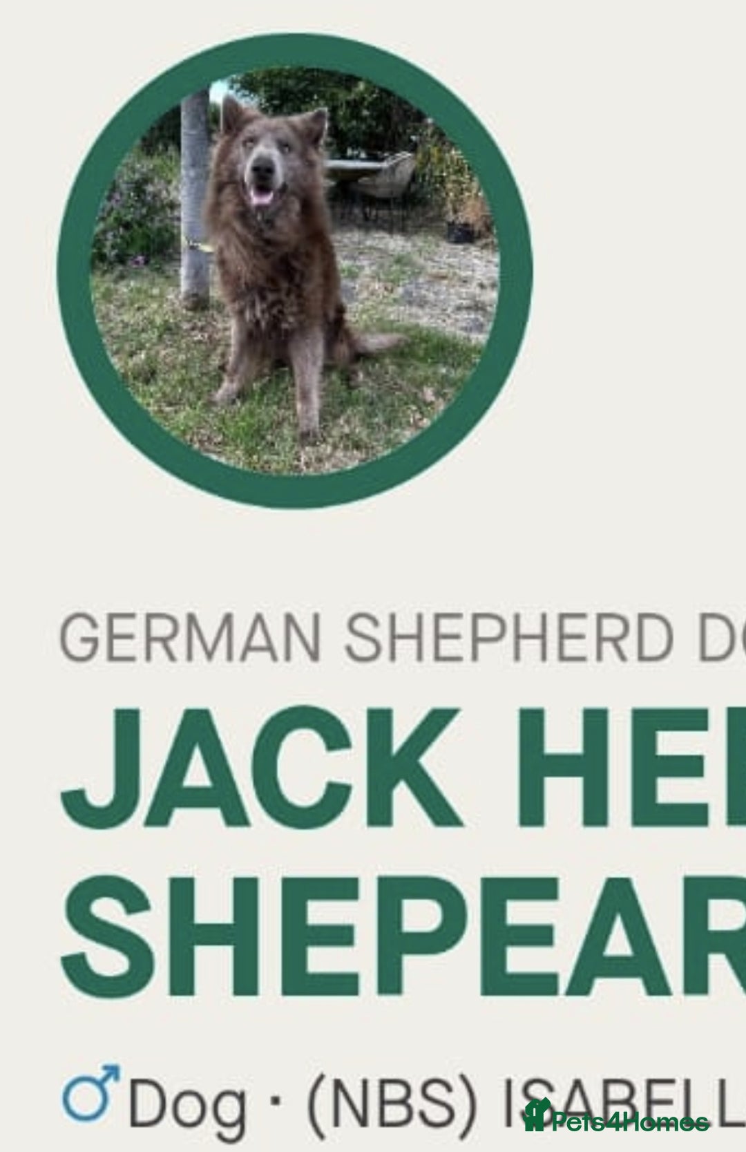 German Shepherd dogs for sale: 3 girls, long coat, STRAIGHT BACK silver sable GSD - Advert 9