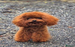 Maltipoo dogs for sale: Beautiful Teddy Bear Asian/Korean Maltipoo Puppy - Image 11