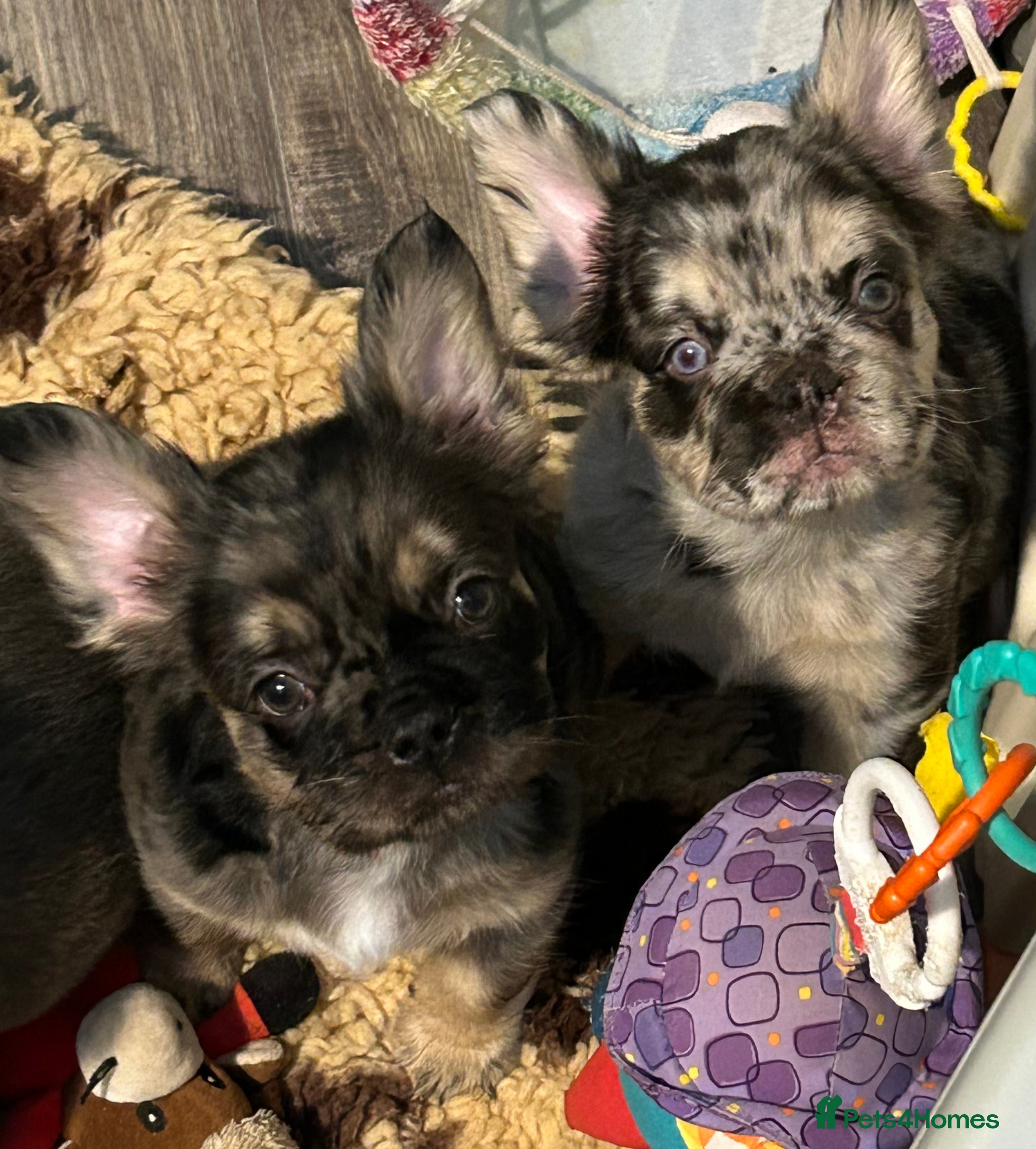 French Bulldog dogs Ready now 🐾🔥 Fluffy French bulldogs 🔥🐾 - Advert 2