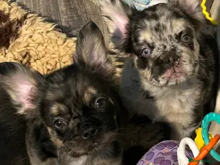 French Bulldog dogs Ready now 🐾🔥 Fluffy French bulldogs 🔥🐾 - Advert 5