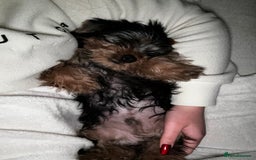 Yorkshire Terrier dogs for stud: A Charming Yorkshire Terrier Stud Looking for Love - Image 6