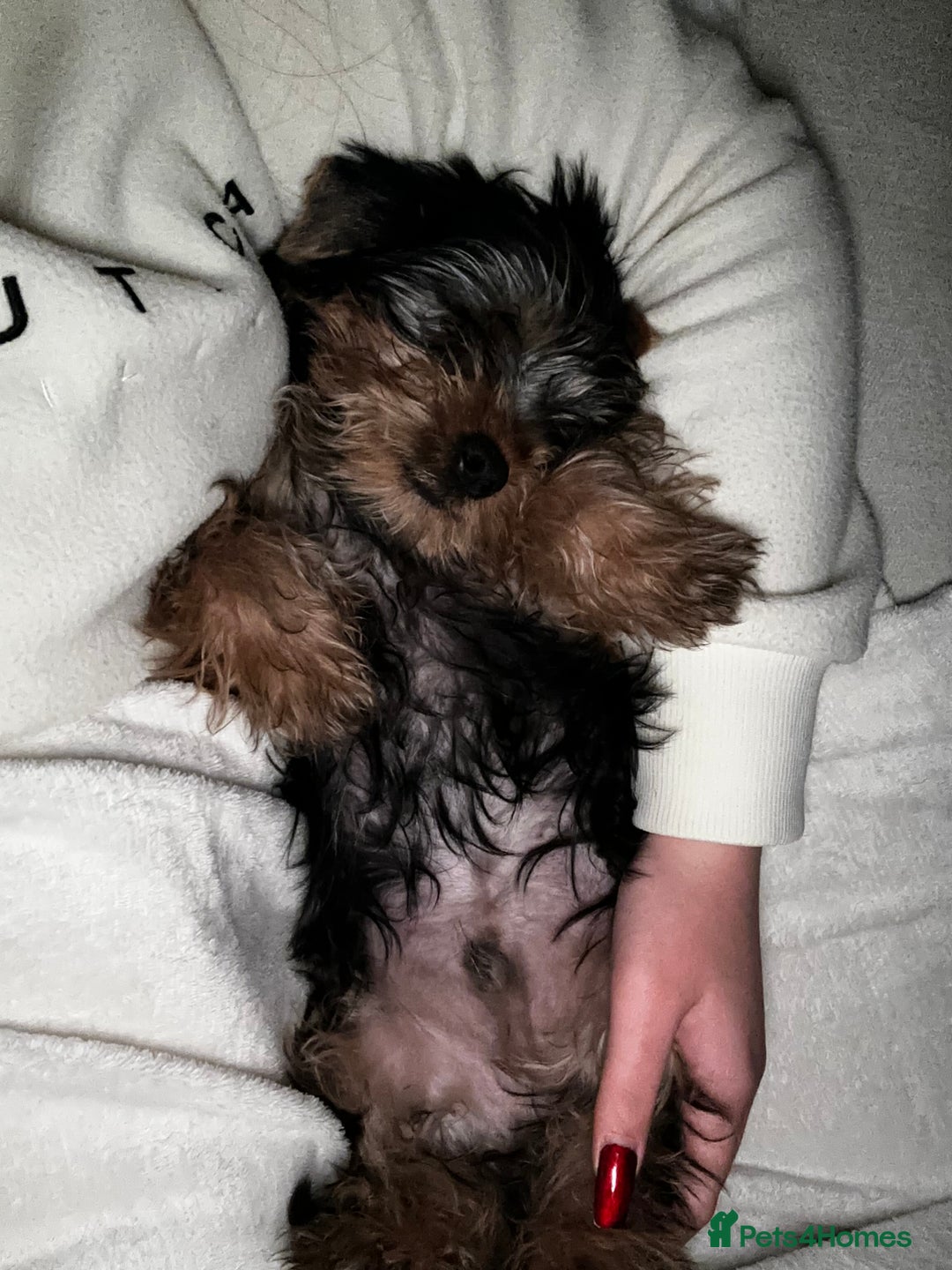 Yorkshire Terrier dogs for stud: A Charming Yorkshire Terrier Stud Looking for Love - Image 6