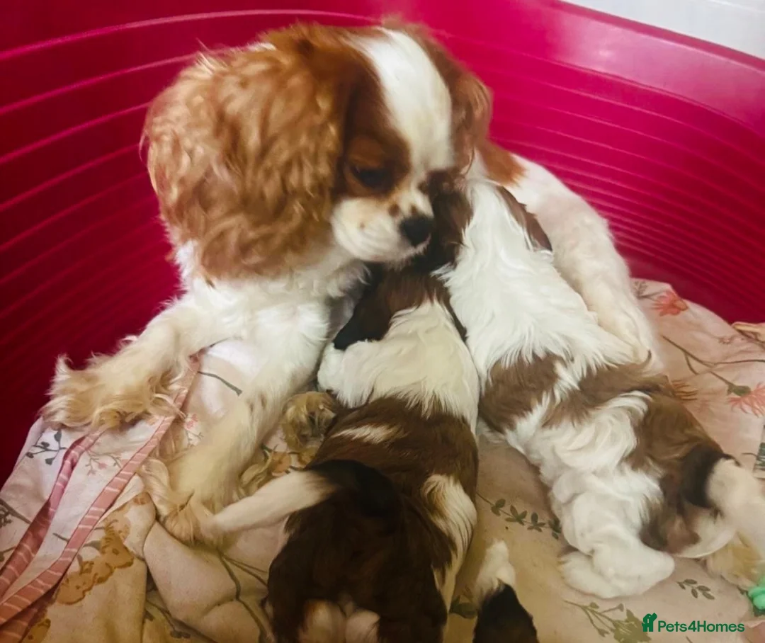 Cava Tzu dogs for sale: 3 Beautiful cavatzus for sale  - Advert 1