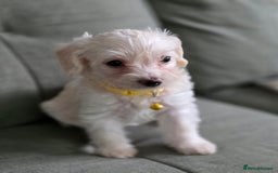 Yorkiepoo dogs for sale: 6 beautiful Yorkiepoo puppies , 5 girls and 1 boy  - Image 8