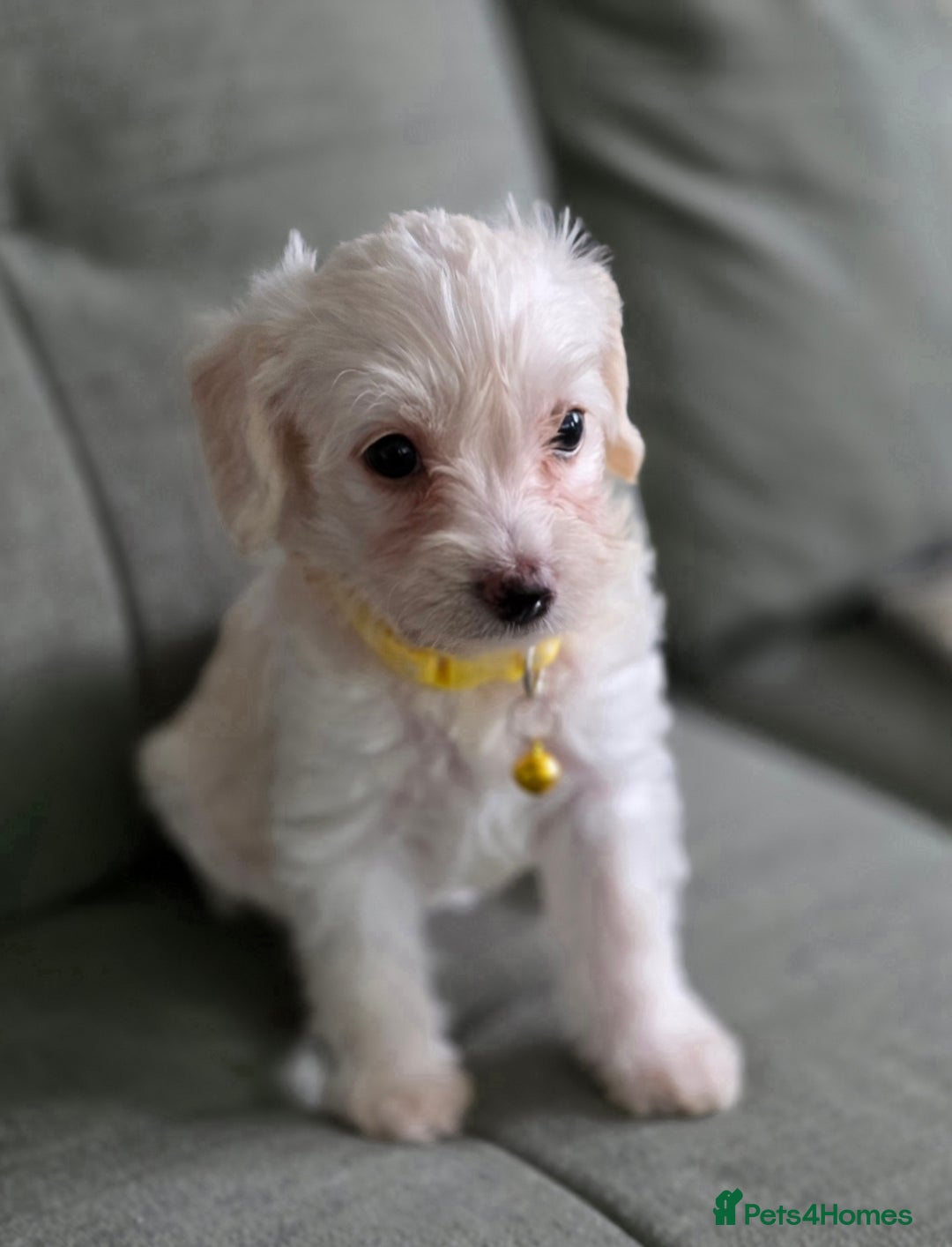 Yorkiepoo dogs for sale: 6 beautiful Yorkiepoo puppies , 5 girls and 1 boy  - Image 8