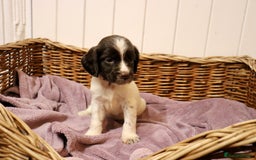 English Springer Spaniel dogs for sale: Working Bred Springer Spaniel Puppies For Sale.  - Image 5