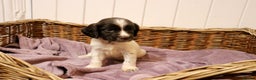 English Springer Spaniel dogs for sale: 1 BOY LEFT!! Working Bred Springer Spaniel.  - Advert 12