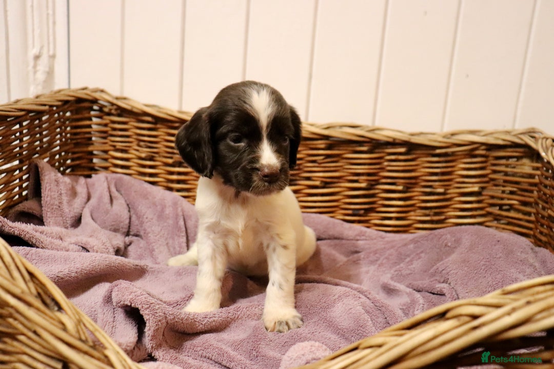 English Springer Spaniel dogs for sale: Working Bred Springer Spaniel Puppies For Sale.  - Image 5