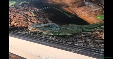 Lizard reptiles - Advert 5