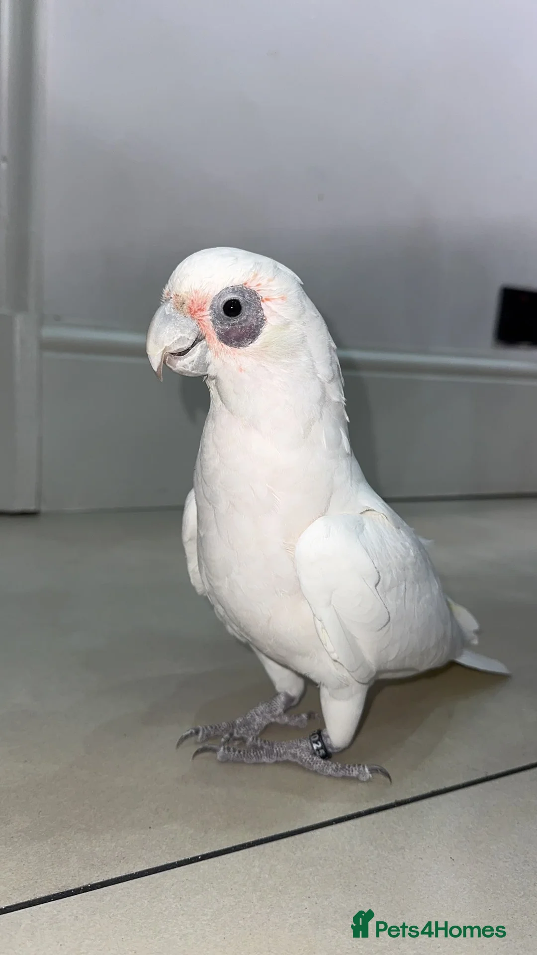 Cockatoo birds for sale: Hand reared bare eyed cockatoo - Advert 4