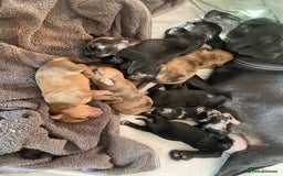 Mixed Breed dogs for sale: Dachshund cross Patterdale - Image 32