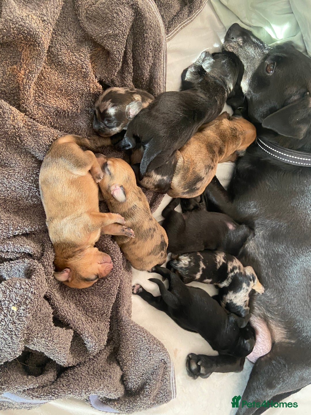 Mixed Breed dogs for sale: Dachshund cross Patterdale - Image 32