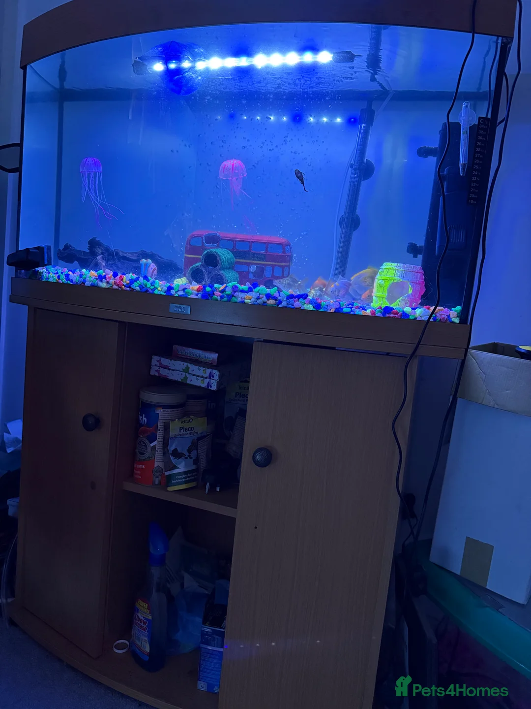 Other/Mixed Breed fish for sale: 7 Goldfish & 2 Baby Plecos & 180L Fish Tank - Advert 2