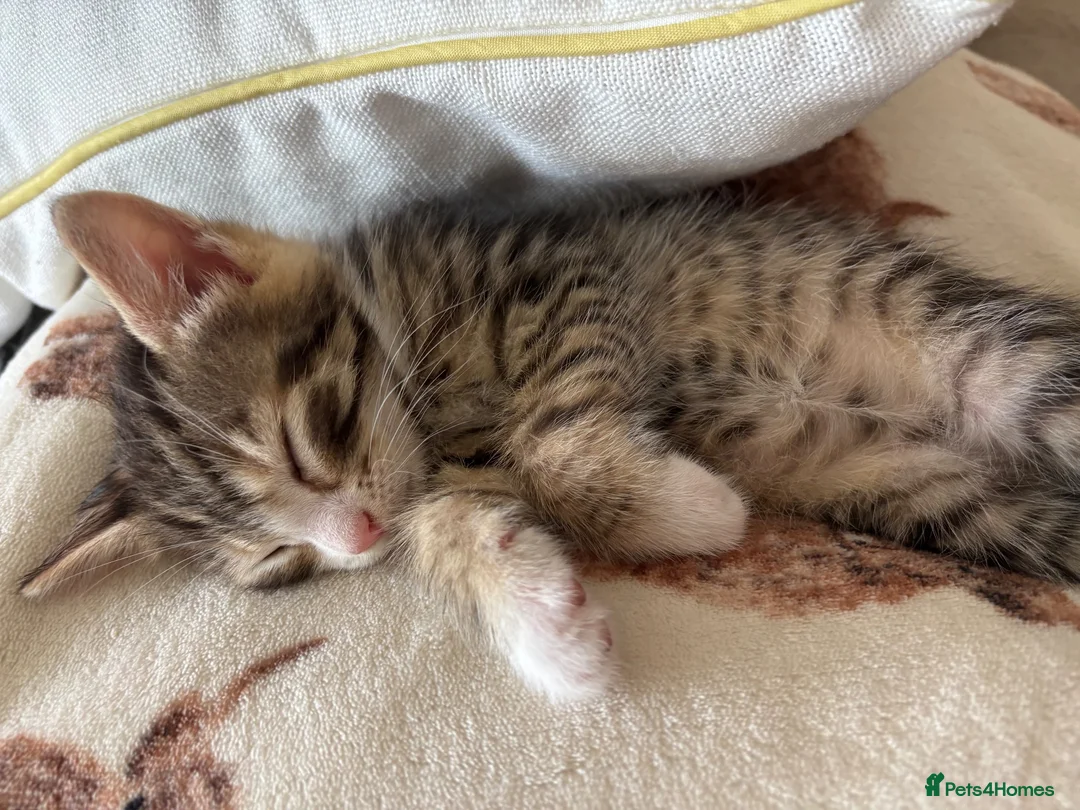 Mixed Breed cats for sale: Male tabby kitten - Advert 2