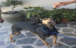 Mixed Breed dogs for adoption: Cinnamon needs a loving home  - Image 15