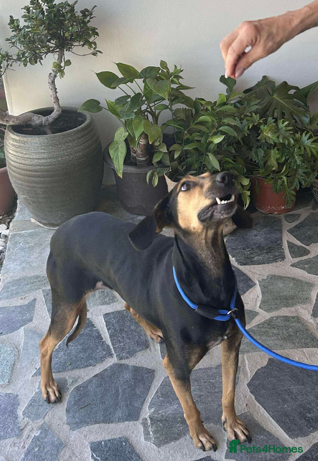 Mixed Breed dogs for adoption: Cinnamon needs a loving home  - Image 15