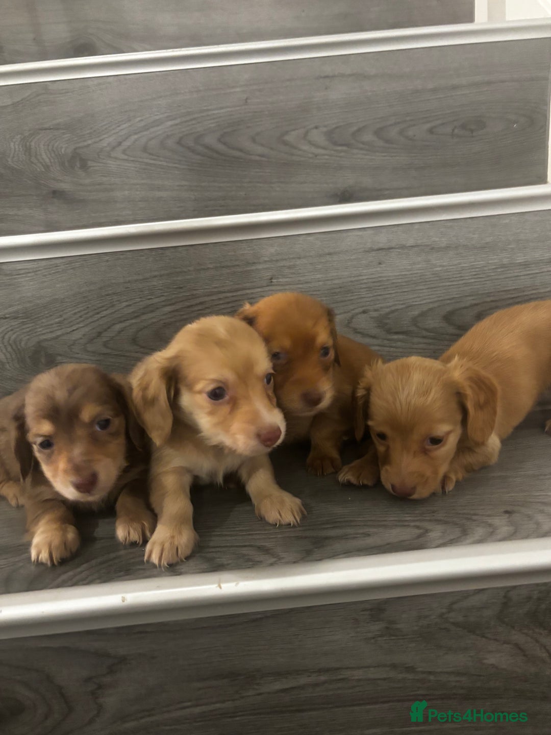 Miniature Dachshund dogs for sale: Long haired cream Puppies  - Advert 1