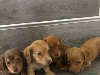 Miniature Dachshund dogs Long haired cream Puppies - Advert 3